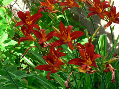 Hémérocalle (Hemerocallis 'Sammy Russell')