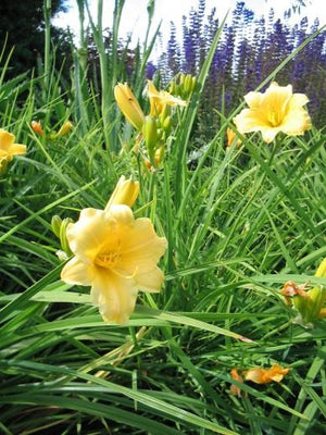 Hémérocalle (Hemerocallis 'Stella de Oro')
