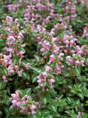 Lamier maculé (Lamium maculatum 'Shell Pink')