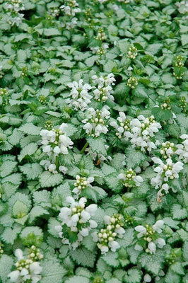 Lamier maculé (Lamium maculatum 'White Nancy')
