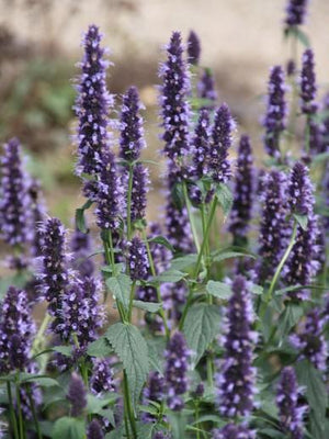 Plante de réglisse (Agastache 'Black Adder')