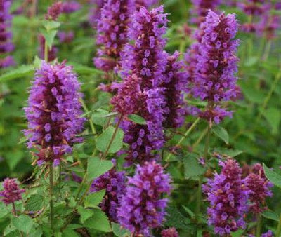 Plante de réglisse (Agastache 'Blue Boa')