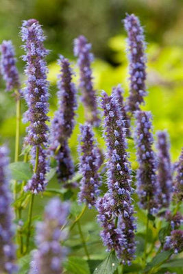 Plante de réglisse (Agastache 'Blue Fortune')