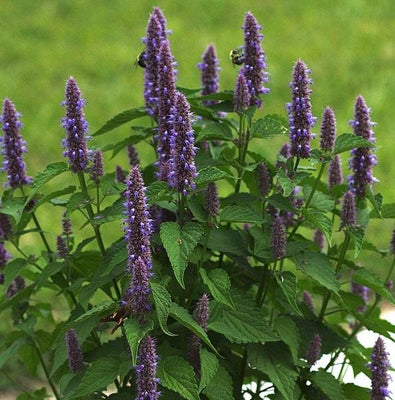 Plante de réglisse (Agastache foeniculum)
