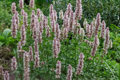 Plante de réglisse (Agastache urticifolia 'Album')