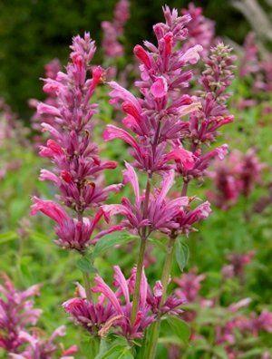 Dropplant (Agastache 'Red Fortune') - Tuinplanten