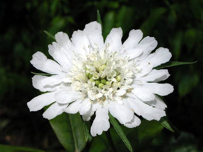 Tourterelle (Scabiosa caucasica 'Perfecta Alba')