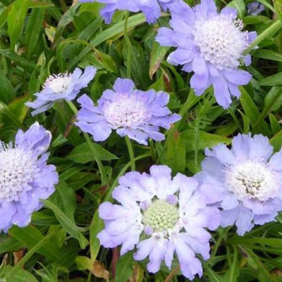 Tourterelle (Scabiosa caucasica 'Perfecta')
