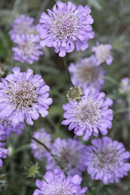 Scabiosa columbaria 'Butterfly Blue' (Écaille des colombes)