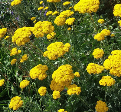 Achillée millefeuille (Achillea filipendulina Tissu d'or)