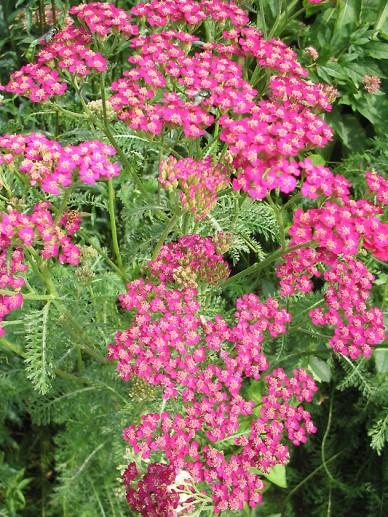 Duizendblad (Achillea millefolium 'Cerise Queen') - Tuinplanten