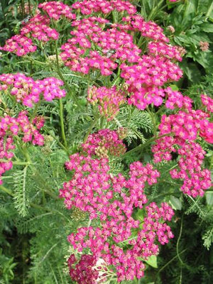 Achillée millefeuille (Achillea millefolium 'Cerise Queen')