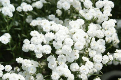 Achillée millefeuille (Achillea ptarmica 'La Perle')