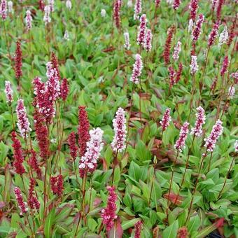 Renouée (Persicaria affinis 'Superba')