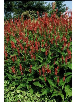 Renouée (Persicaria ampl. 'Speciosa')