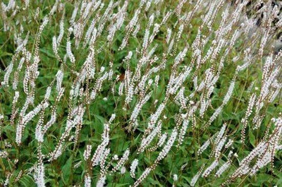 Renouée (Persicaria ampl Alba)