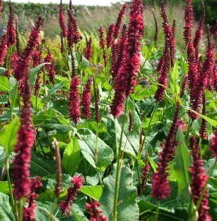 Renouée du Japon (Persicaria ampl Blackfield)