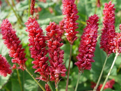 Renouée (Persicaria ampl JS Delgado Macho)