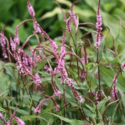 Renouée du Japon (Persicaria ampl Pink Elephant)
