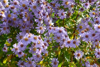 Aster nain (Aster geratoides 'Asran')