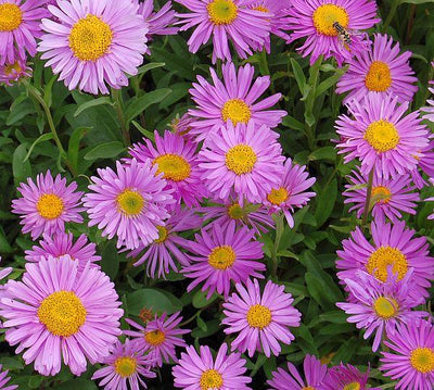 Aster nain (Aster alpinus 'Happy End')