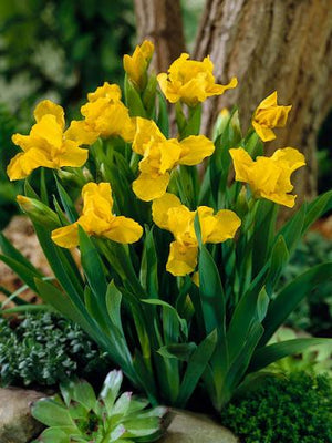 Iris nain (Iris (P) 'Brassie')