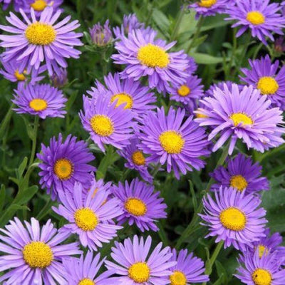 Aster nain (Aster alpinus 'Dunkle Schone')