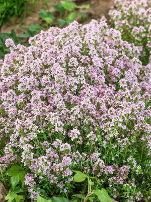 Thym commun (Thymus vulgaris 'Compactus')