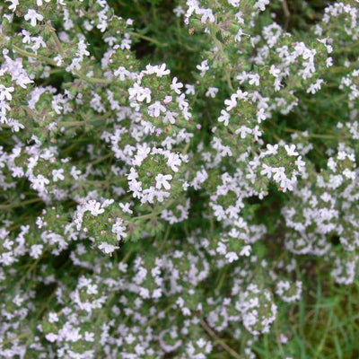 Thym commun (Thymus vulgarus)