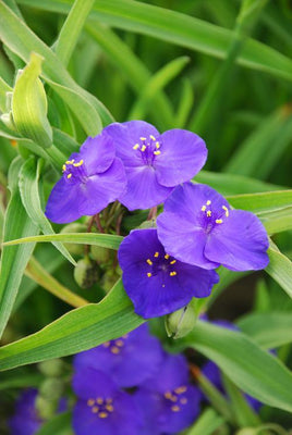 Fleur de jour (Tradescantia (A) 'Zwanenburg Blue')