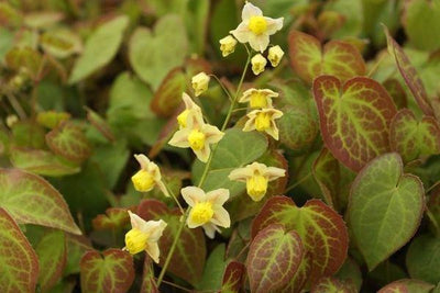 Fleur féerique (Epimedium versicolor 'Sulphureum')
