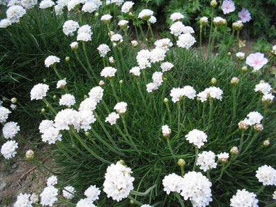 Herbe anglaise (Armeria maritima 'Alba')