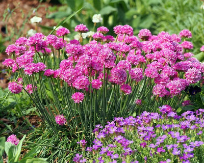 Herbe anglaise (Armeria maritima 'Splendens')