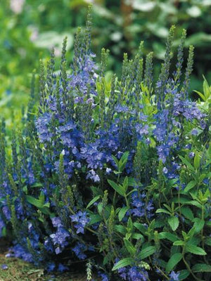 Véronique (Veronica austriaca)