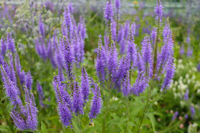 Véronique à feuilles longues (Veronica longifolia 'Blauriesin')