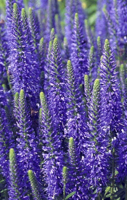 Véronique (Veronica spicata 'Blue')