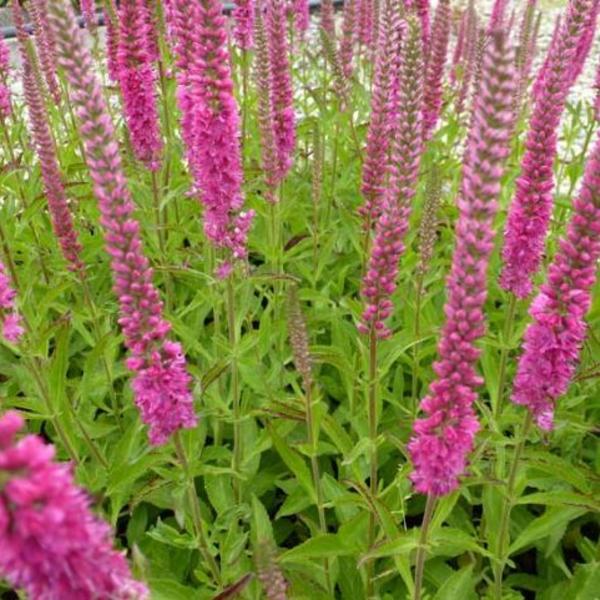 Ereprijs (Veronica spicata 'Rotfuchs') - Tuinplanten