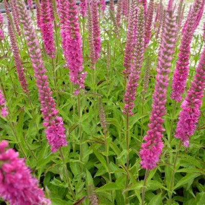 Véronique (Veronica spicata 'Rotfuchs')