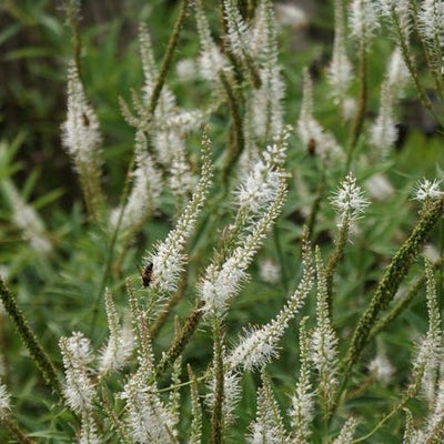 Véronique (Veronicastrum virg. 'Album')