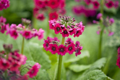 Primula de stade (Primula japonica 'Miller's Crimson')
