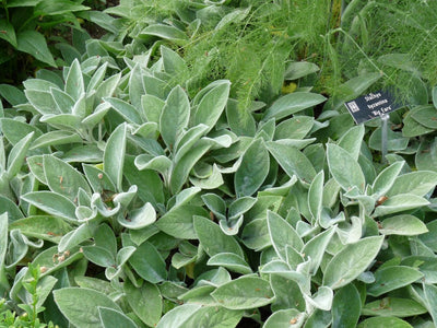Oreille de chien (Stachys byzantina 'Helene Von Stein' (Grandes Oreilles))