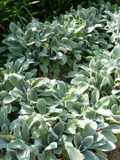 Ezelsoor (Stachys byzantina 'Silver Carpet') - Plantes de jardin