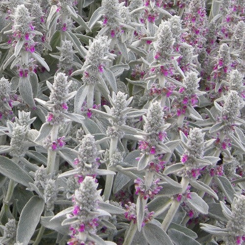 Épiaire laineuse (Stachys byzantina 'Silver Carpet') - Plantes de jardin