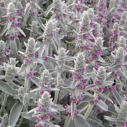 Épiaire laineuse (Stachys byzantina 'Silver Carpet') - Plantes de jardin