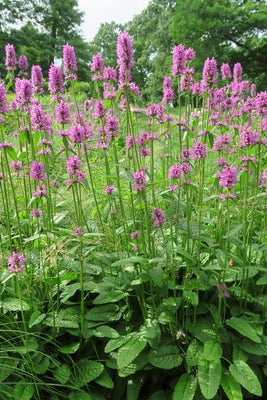 Oreille d'agneau (Stachys monieri 'Hummelo)