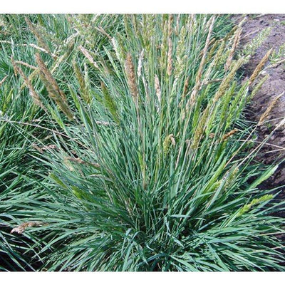 herbe torche (Koeleria glauca)