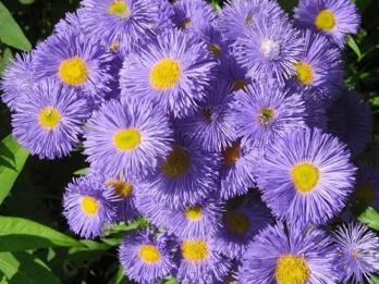 Rayon fin (Erigeron 'Azure Beauty')