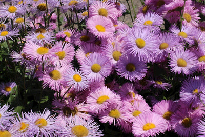 Raie fine (Erigeron 'Rosa Juwel')