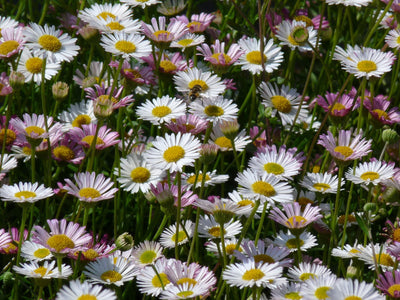 Vergerette à rayons fins (Erigeron karvinskianus)