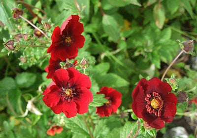 Jars d'oie (Potentilla atrosanguinea)